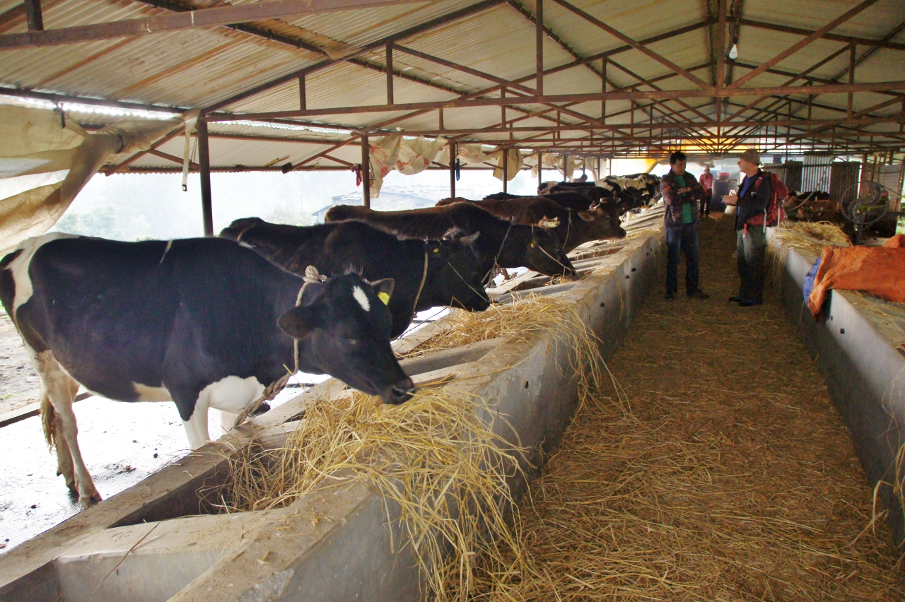 Milch 26